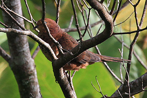 Ruddy Cuckoo-Dove